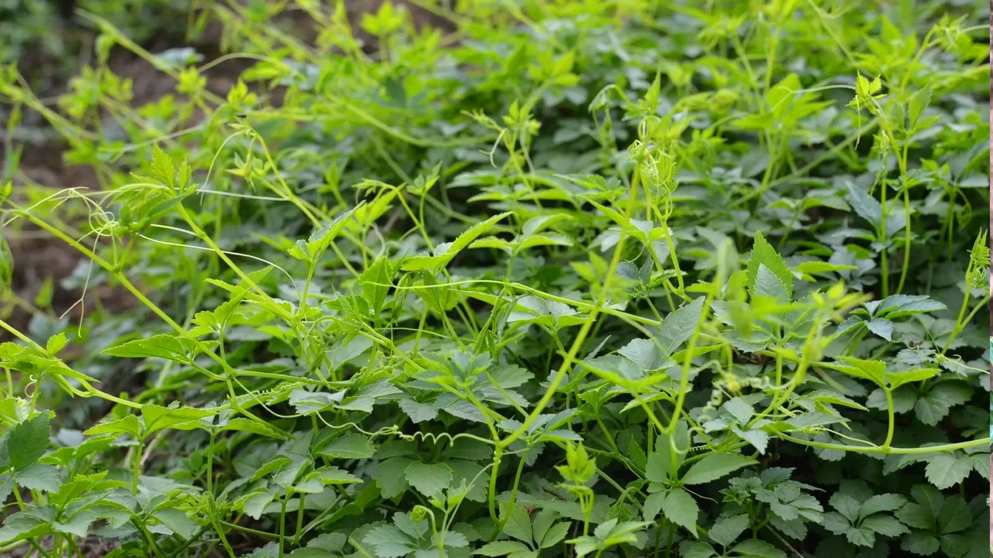 今天介绍一种名贵中草药"绞股蓝",生活中它的好处真不少__财经头条