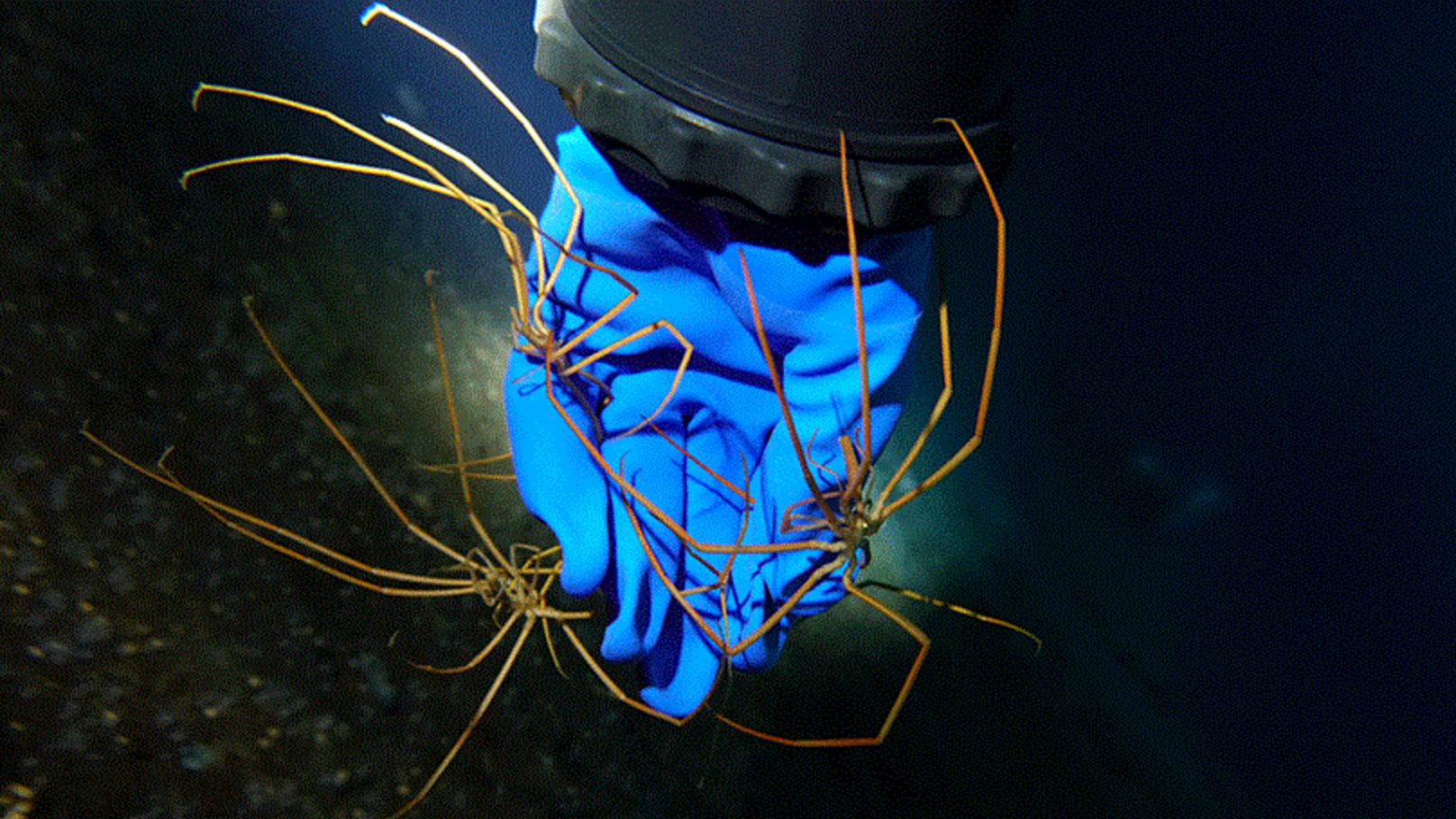 海蜘蛛用腿呼吸,甚至还用腿生孩子,它的身体构造为什么这么神奇