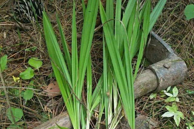 2022-03-29 06:14:5469标签:(0)|单肾草 来源产地 为兰科植物裂瓣