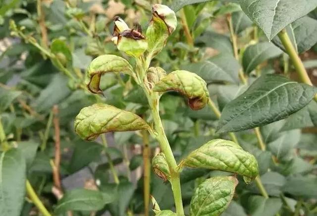 蓝莓种植过程有哪些虫害?7种虫害经常见,农技专家详尽分析|果蝇|蓝莓|