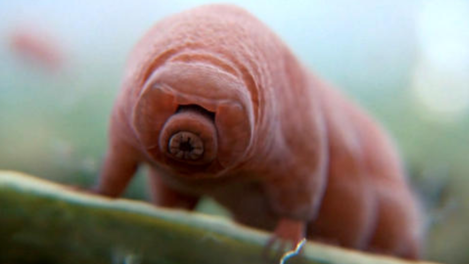 这篇报告告诉你:它将成太空探索的排头兵