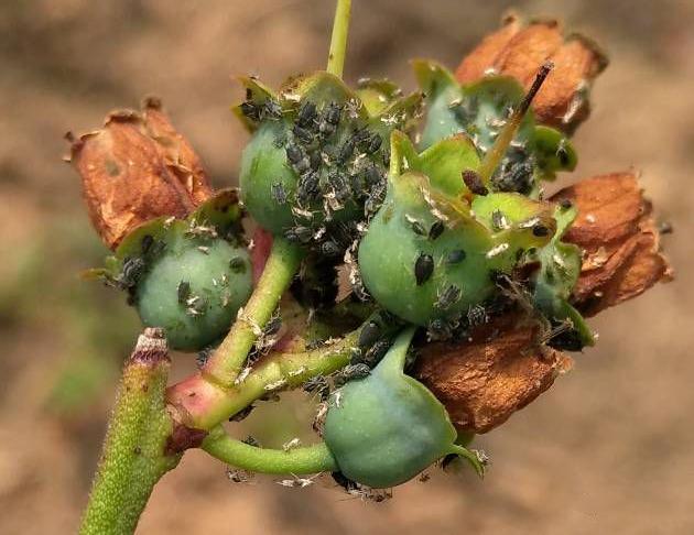 蓝莓种植过程有哪些虫害7种虫害经常见农技专家详尽分析