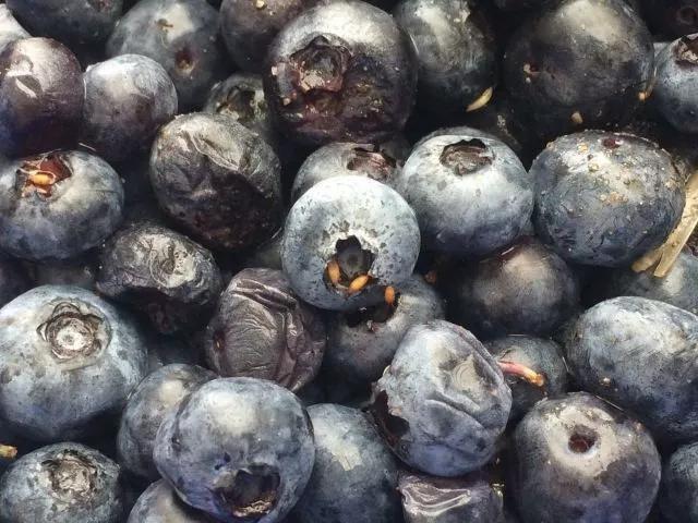 蓝莓种植过程有哪些虫害7种虫害经常见农技专家详尽分析