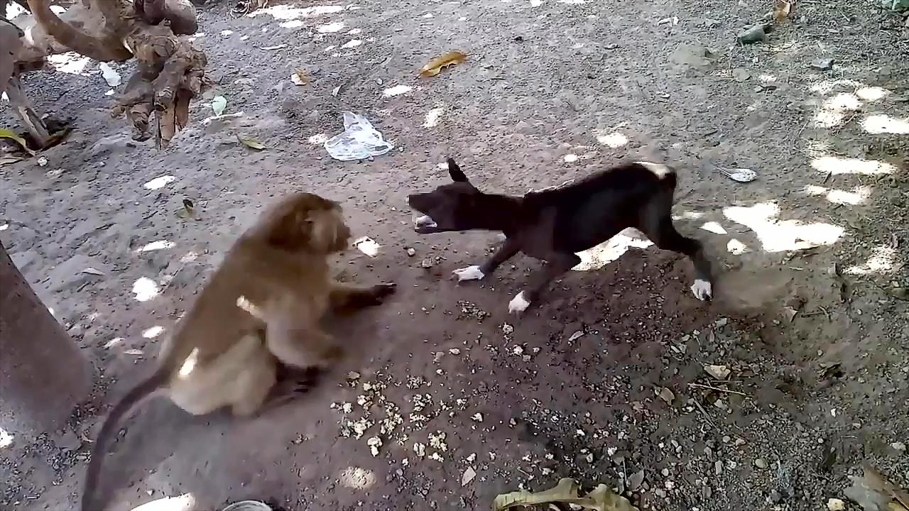 猴子太坏了,不但抢狗子饭碗,还打狗子,太霸道了