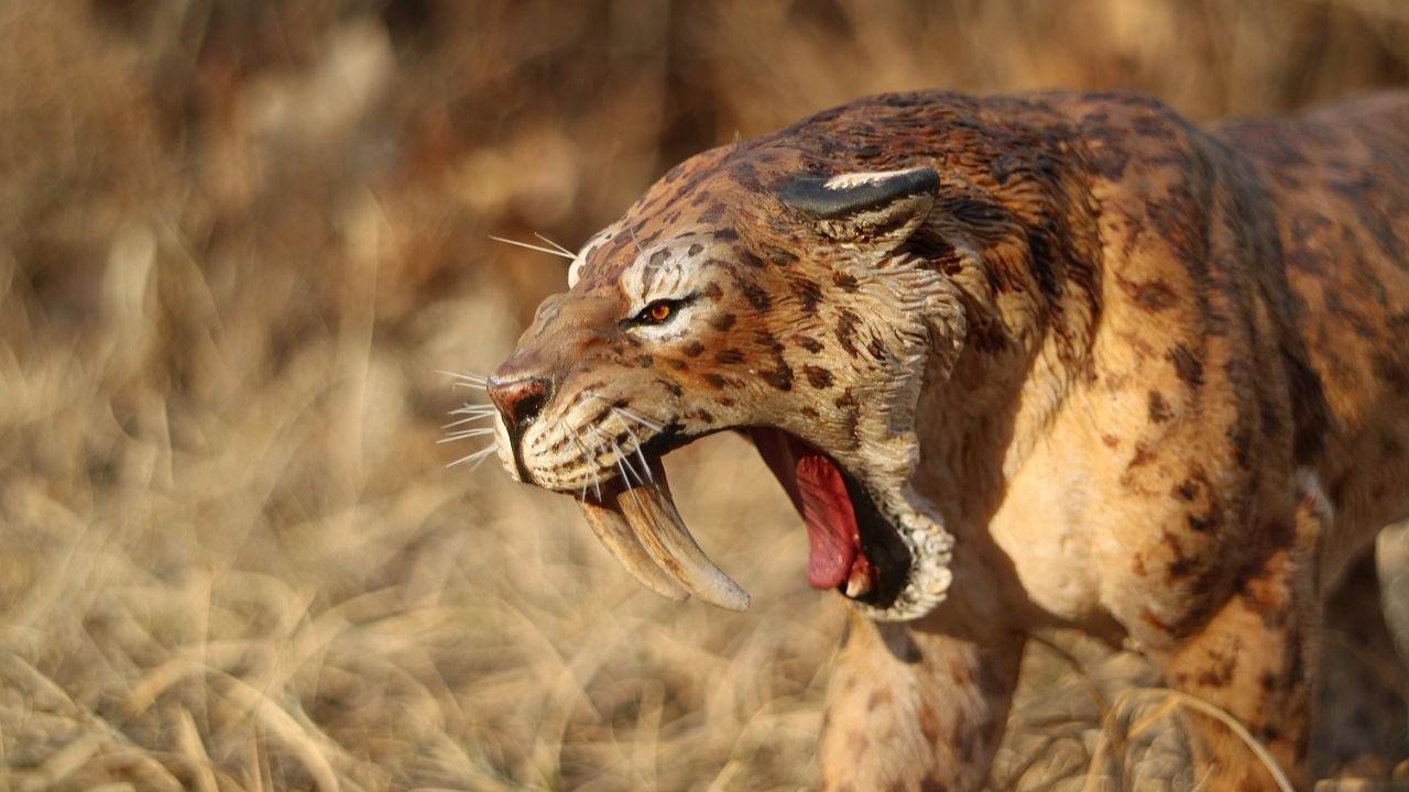 12吨猛犸只是它的盘中餐,剑齿虎如此强大,为何会灭绝?