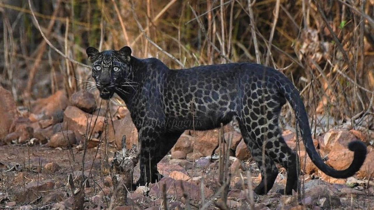 印度发现稀有黑豹 拍摄者:太美丽了,当时脑子一片空白