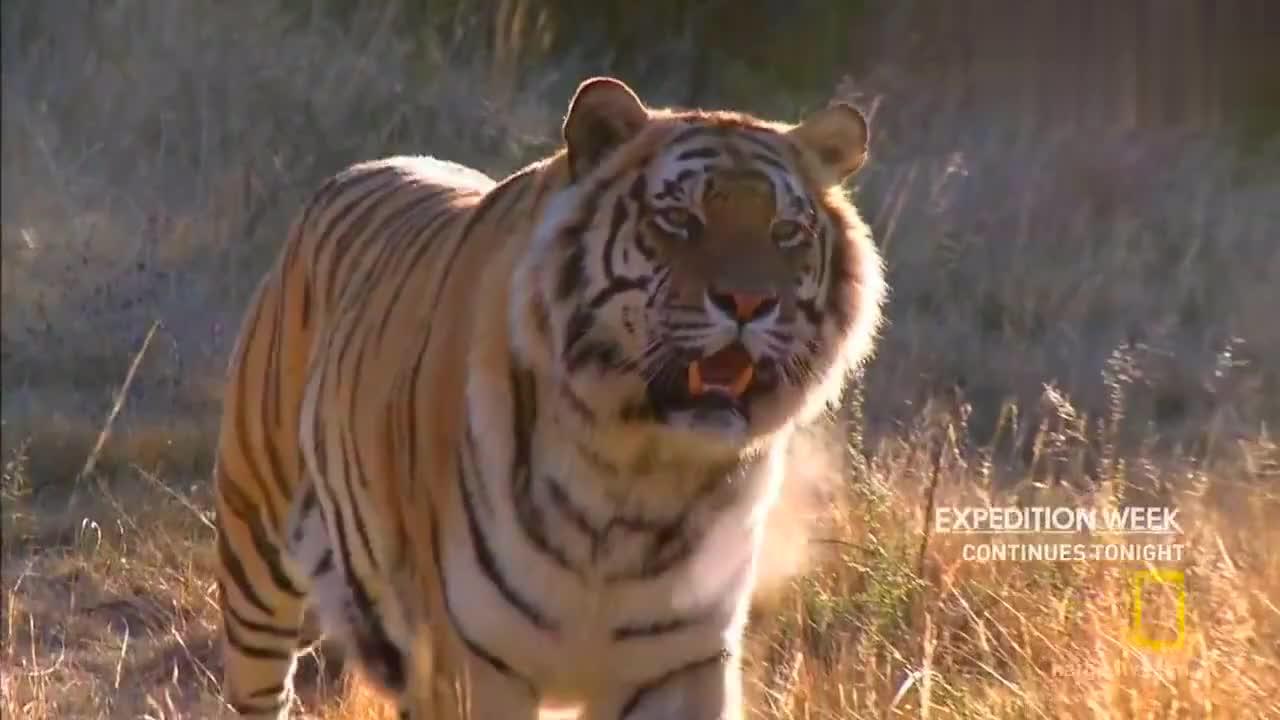 老虎上汽车顶棚上洗脸,再大的老虎洗脸的动作和小猫也没什么不同