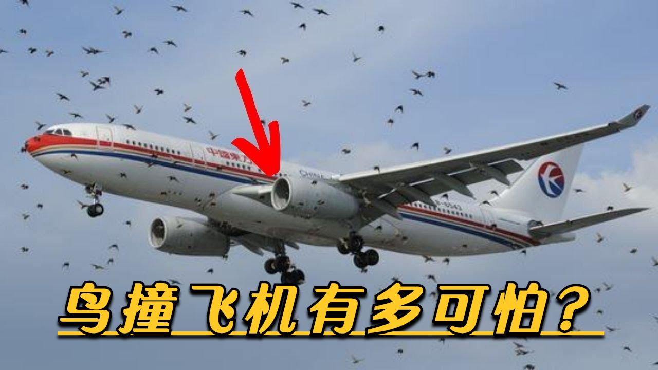 鸟撞飞机到底有多可怕?为何空中的鸟儿被称为飞机噩梦?