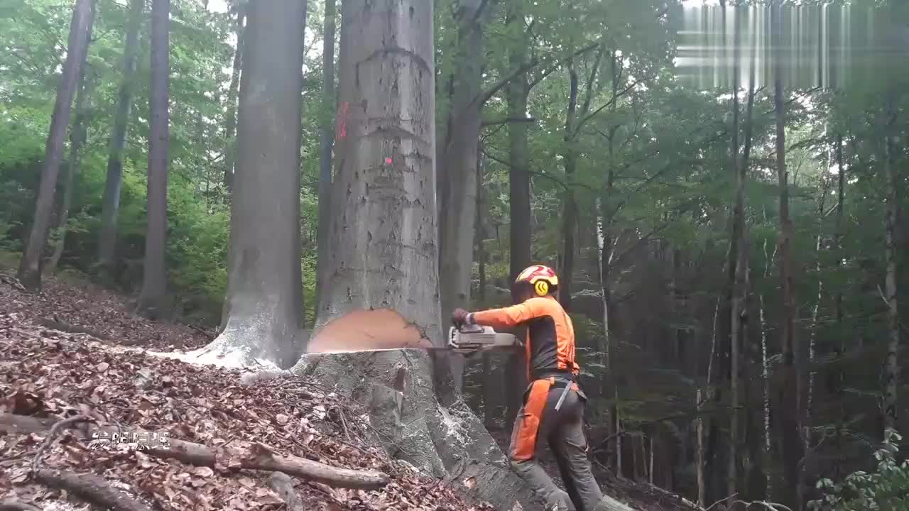 实拍国外小伙伐树的过程恕我直言这技术我服