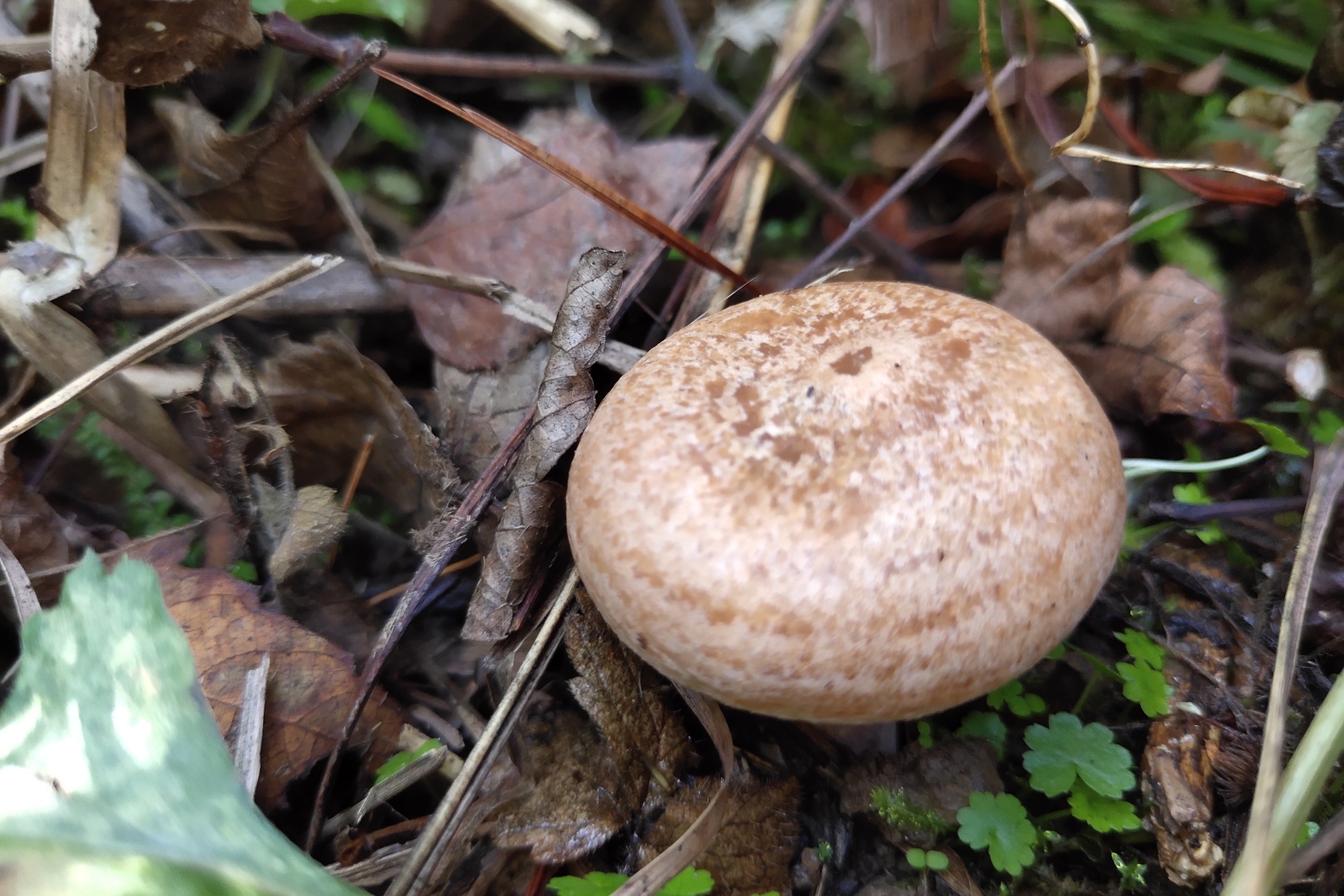 谷雨季节，有素中之荤的枞树菌又长出来了，快去采摘别错过|野味|农村|气温|树林|左右_新浪新闻