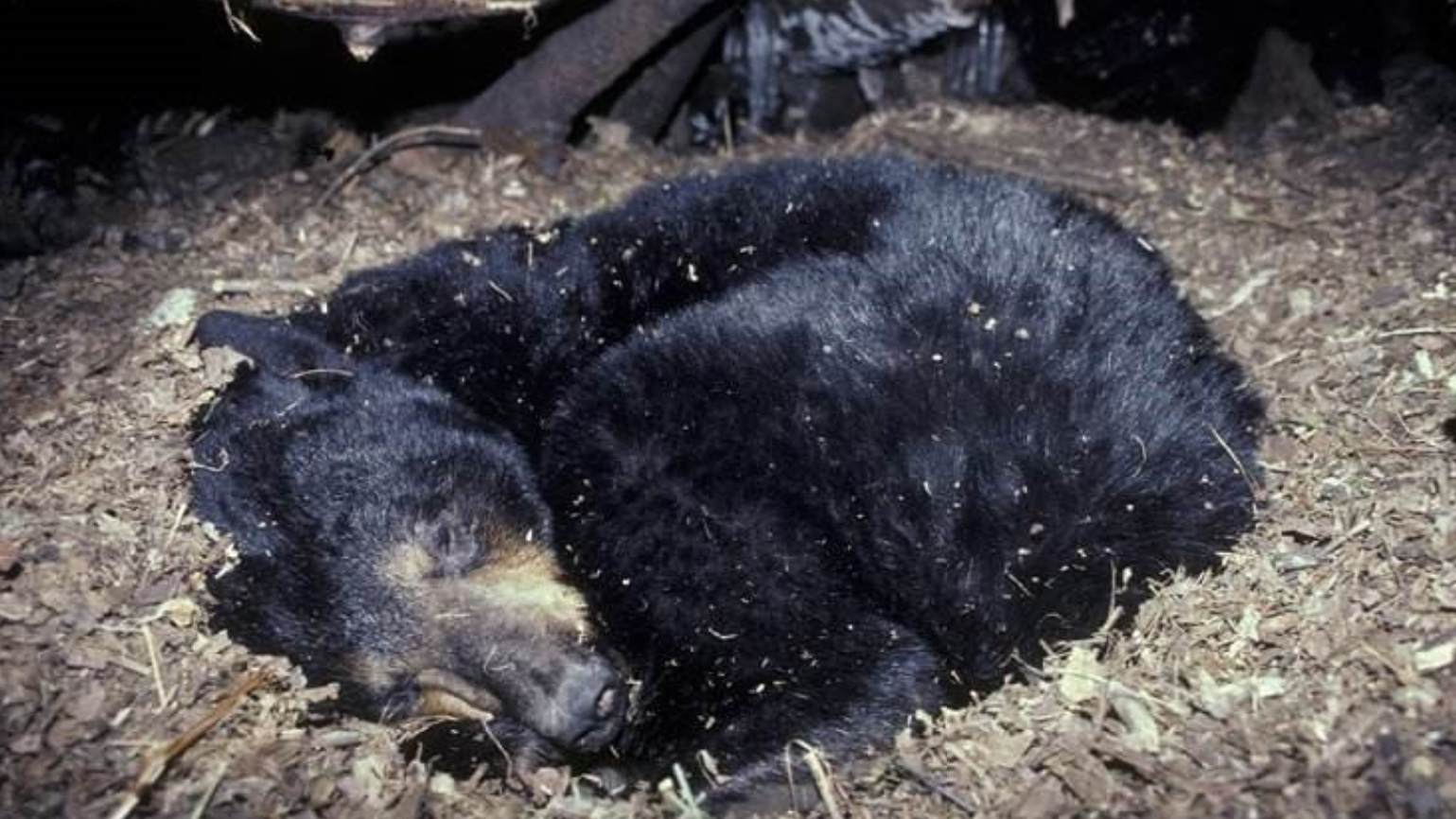 科学家的三点说明,让冬眠计划幻灭