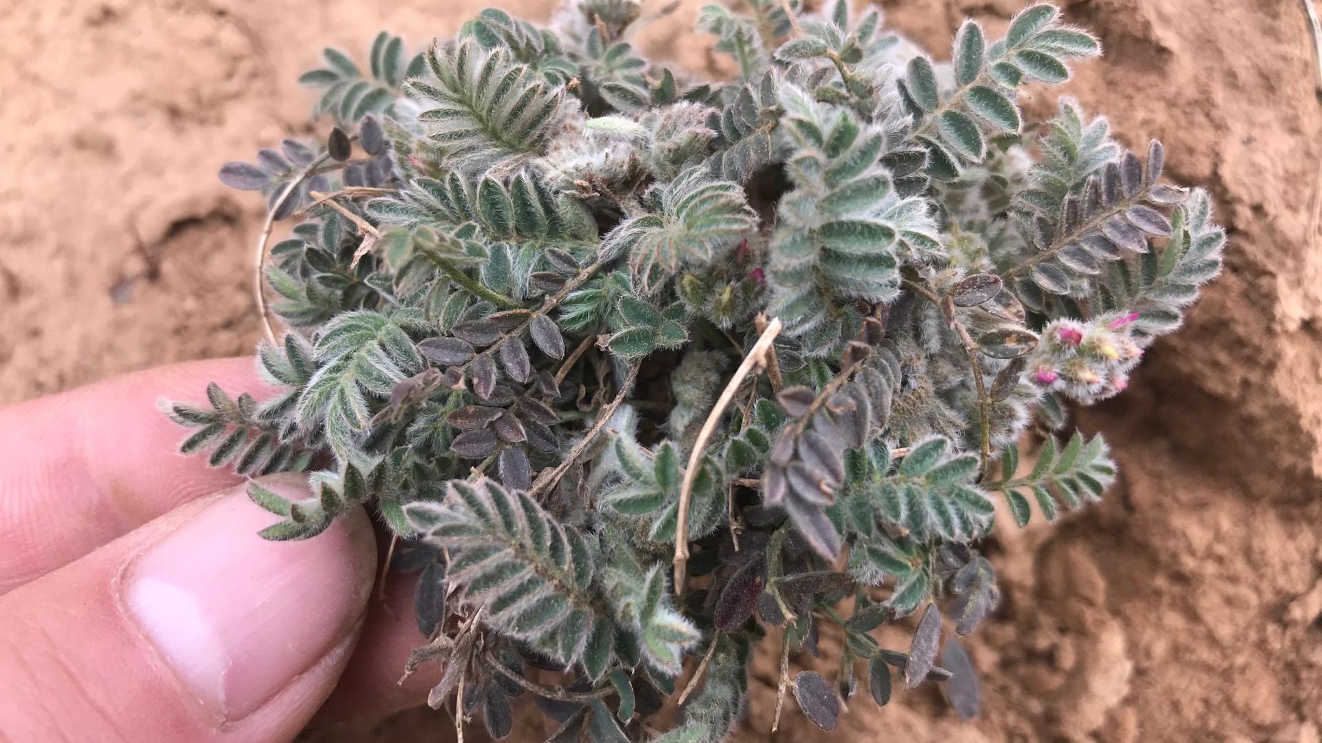 介绍一种植物"甜地丁"知其是宝不懂是草,看视频了解下吧!