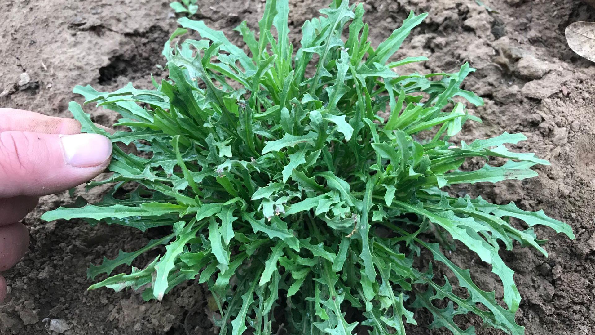 发现一种"败酱草",竟然是野菜,不仅能吃还能抗癌防癌哦!