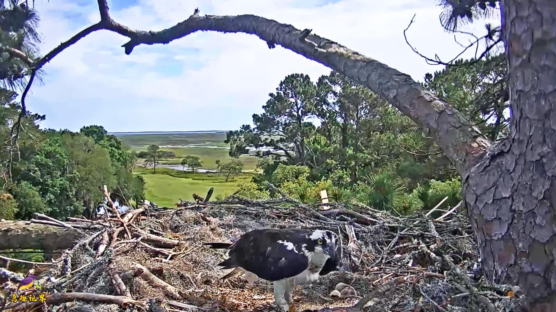 这么大的鹰巢见过么?两只幼鹰显得好渺小,鹰妈还在继续修缮巢穴