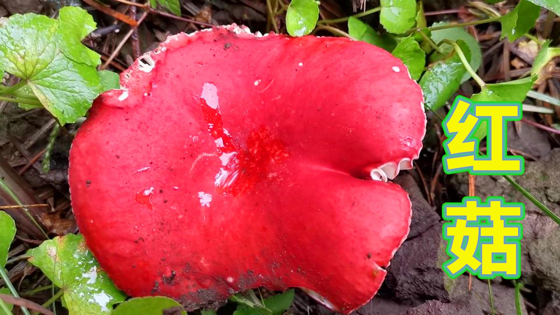 云南大山里野生菌疯长,多得捡到手软,你想来捡菌吗?