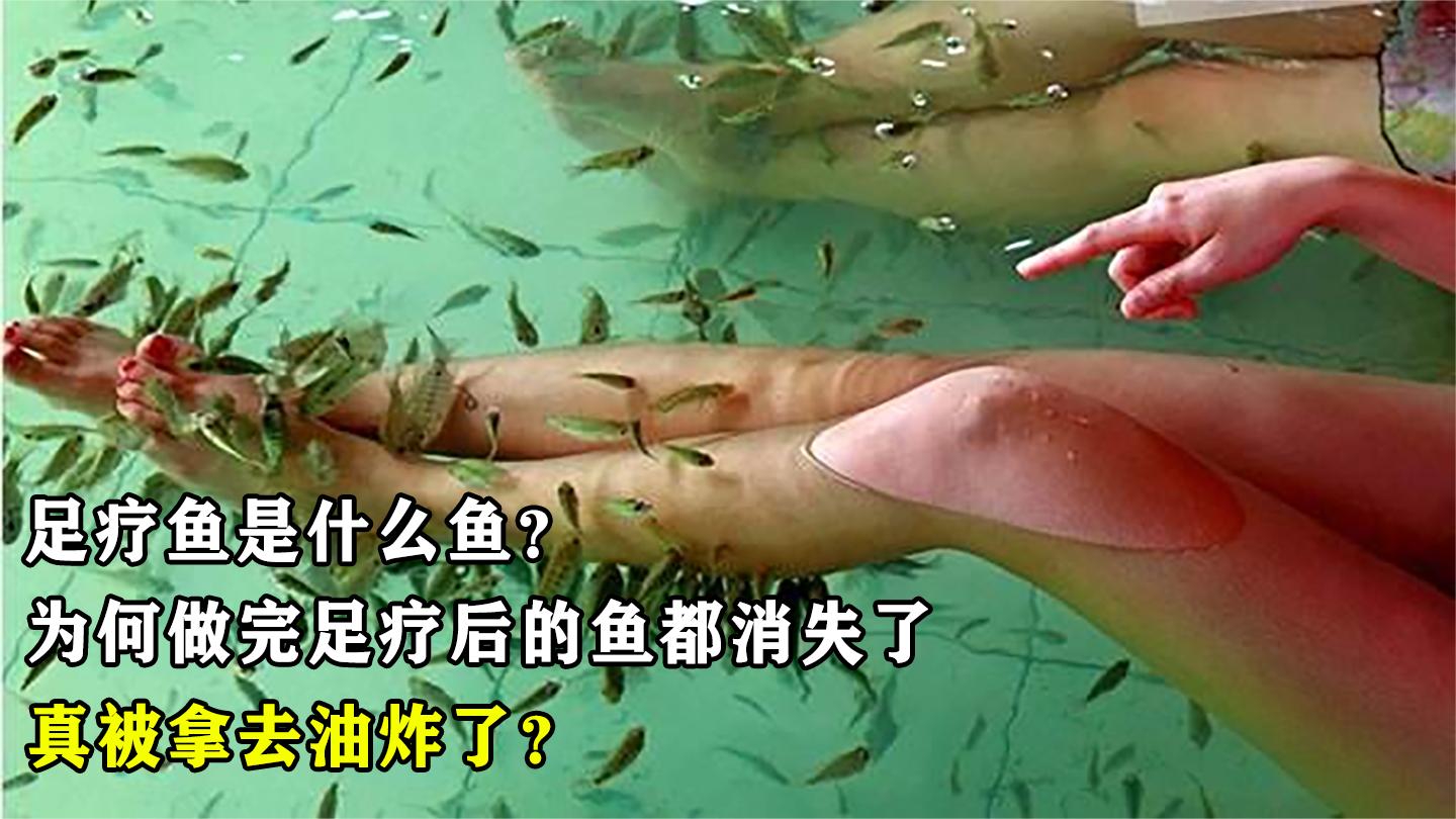 足疗鱼是什么鱼?为何做完足疗后的鱼都消失了,真被拿去油炸了?