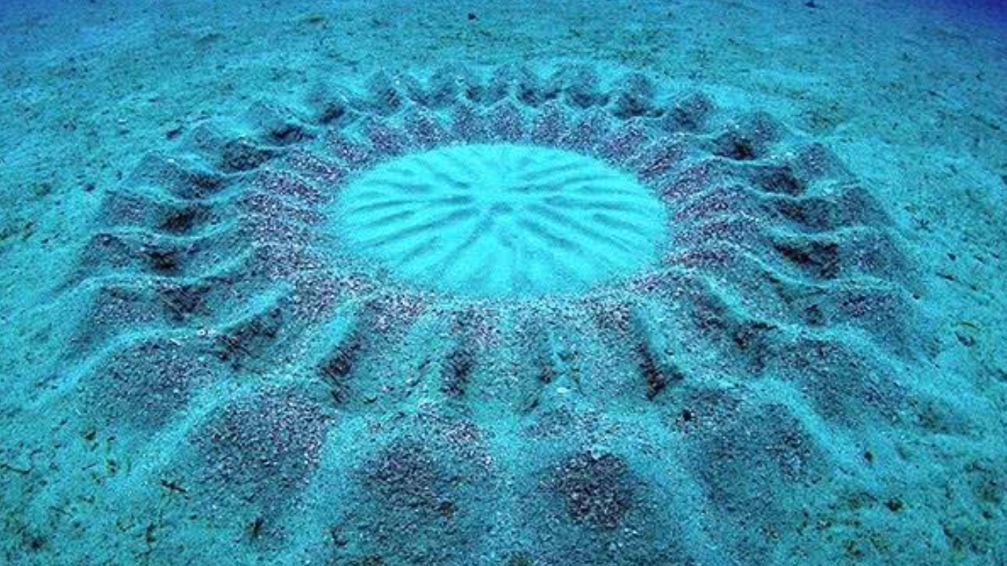 日本海底发现麦田怪圈,过段时间便会无故消失,真相藏了10年