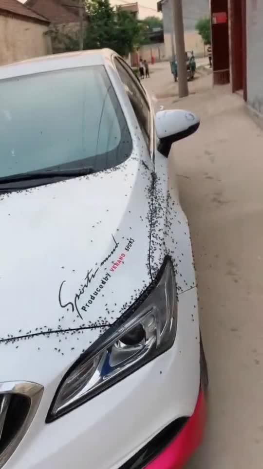 大哥你车里是装屎了吗怎么这么多苍蝇我看着就不想坐你