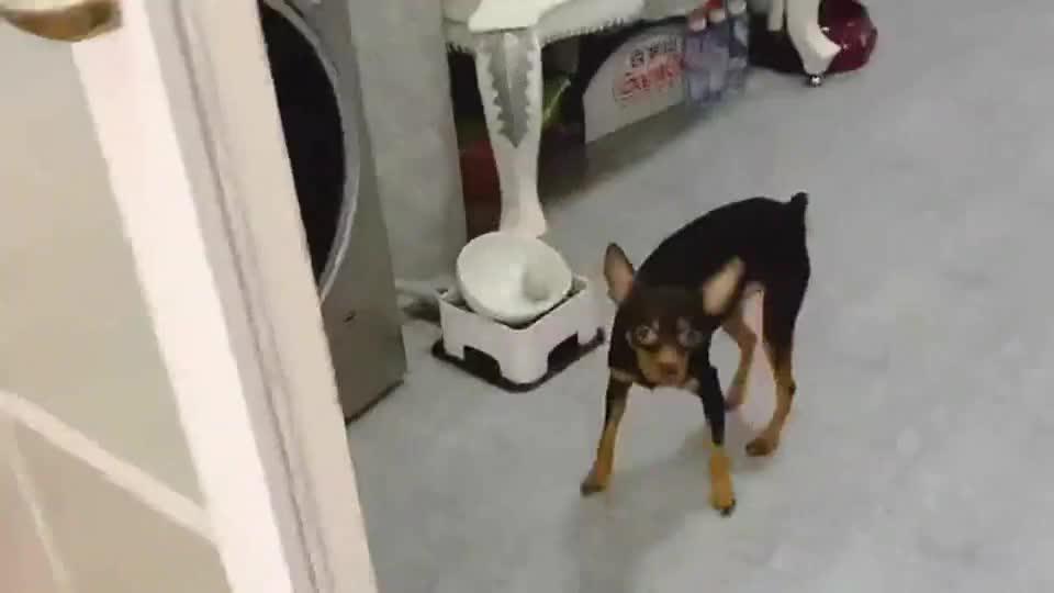鹿犬模仿男主人醉酒后的情况这演技没谁了简直太可爱了 鹿犬模仿男主人醉酒后的情况这演技没谁了简直太可爱了