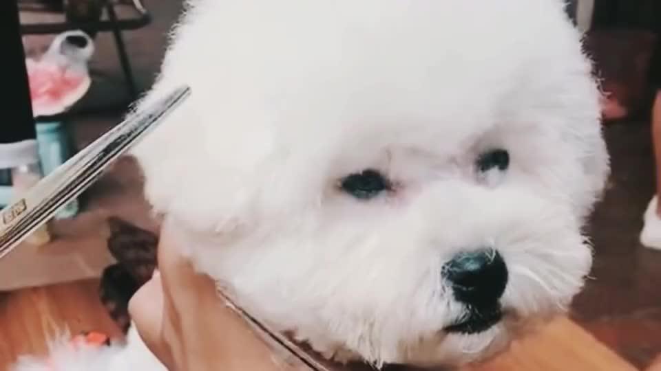 超萌比熊犬修毛毛狗狗乖乖配合 眼神可怜巴巴望着主人