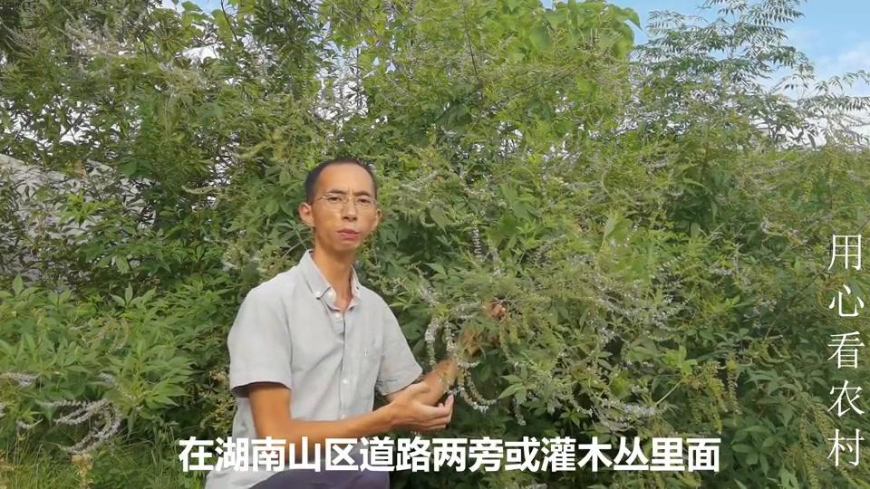 黄荆是山野的蜜源植物 花朵盛开可以酿蜜 大家是否了解呢