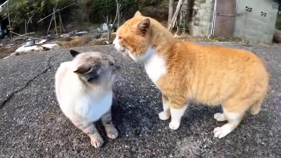 猫吵架的声音图片