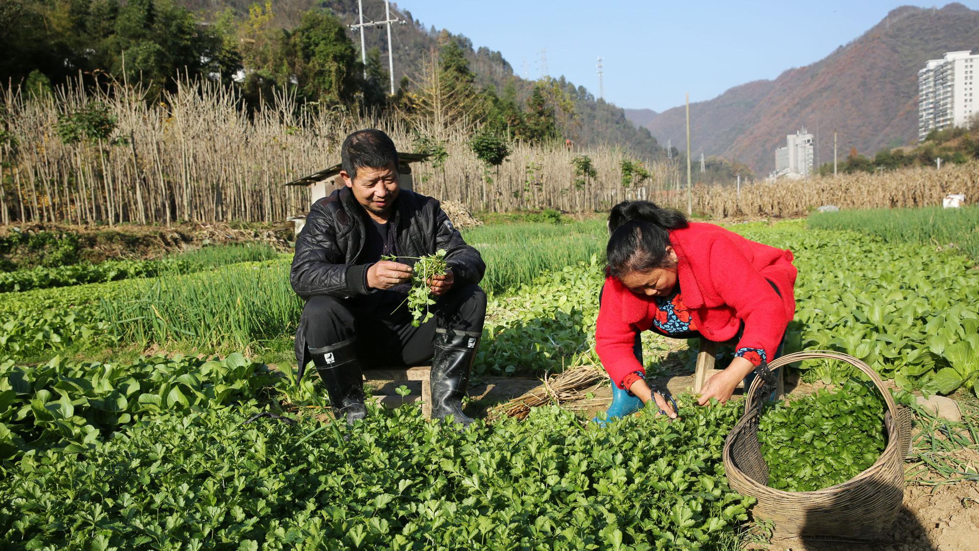 60后夫妻听着鸟鸣声种菜,一亩菜地一年收入两三万,刚好够生活