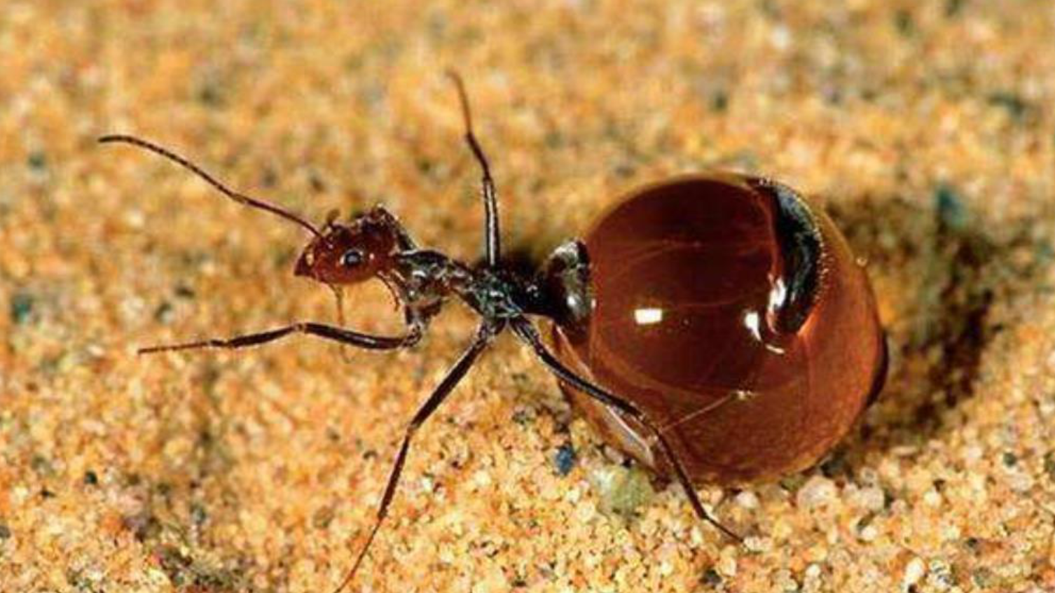 遇到天敌就自爆,肚子填满毒液的蚂蚁,中毒比中弹还难受