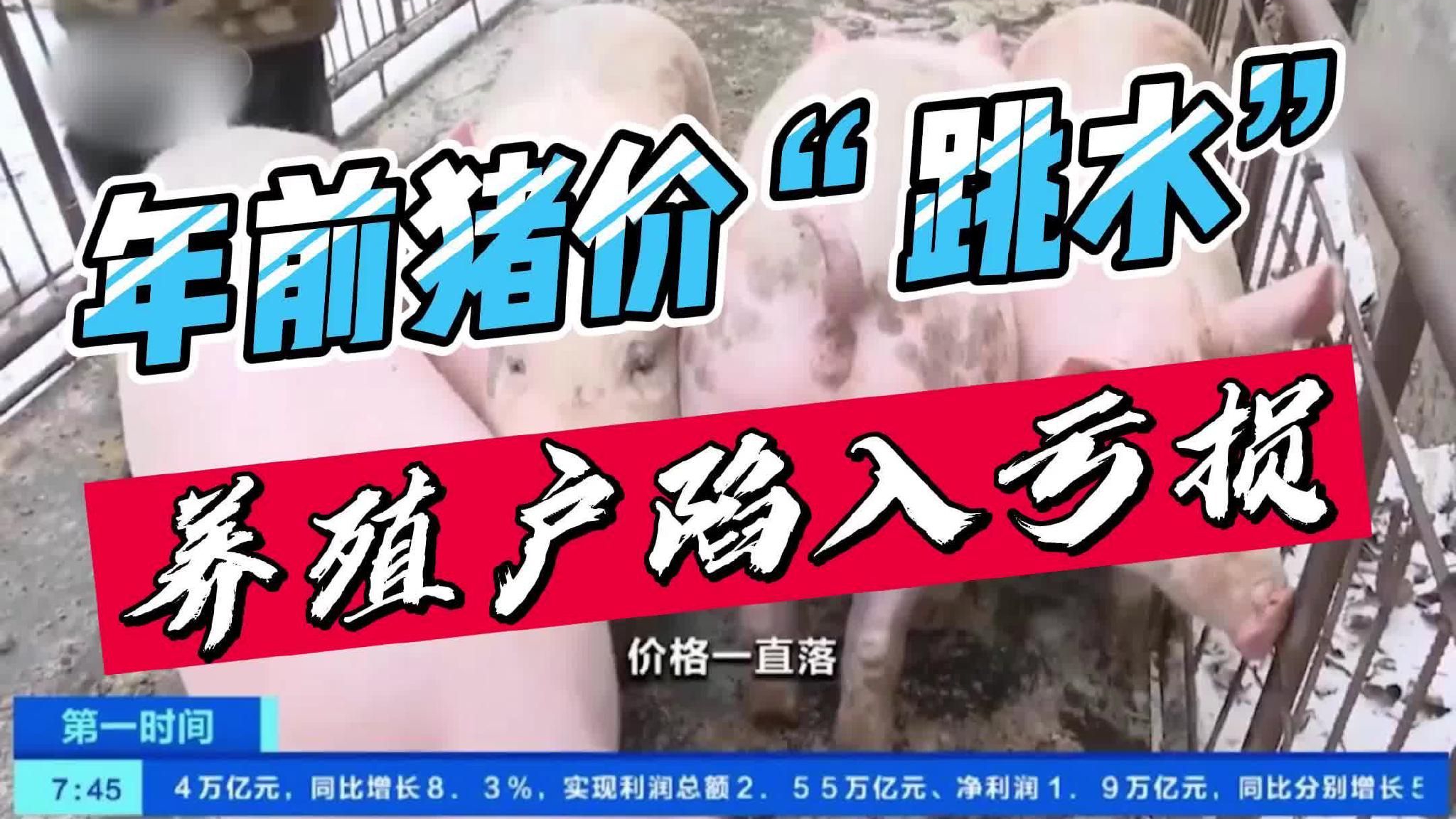 节前集中出栏,生猪价格“跳水”,养殖户均有不同程度亏损!|三农|养猪|猪价_新浪新闻