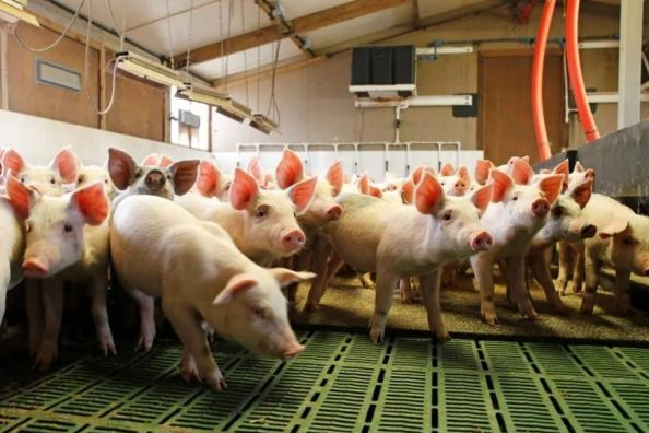 促进成长赖氨酸补充剂