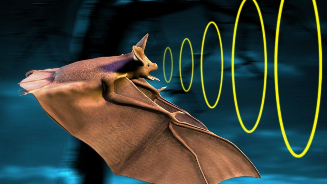 蝙蝠比人类想象的还强大,不仅懂"声波定位",还懂构建虚拟地图