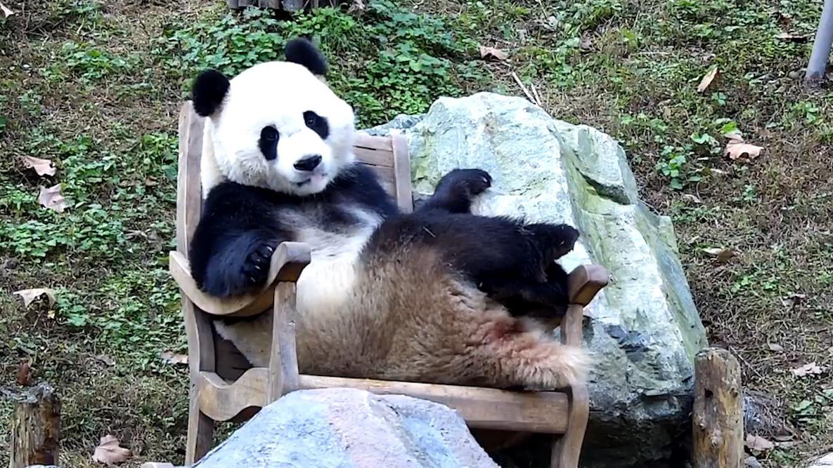 大熊猫得到摇椅,舒服坐在椅子上翘二郎腿,网友:隔壁你二大爷