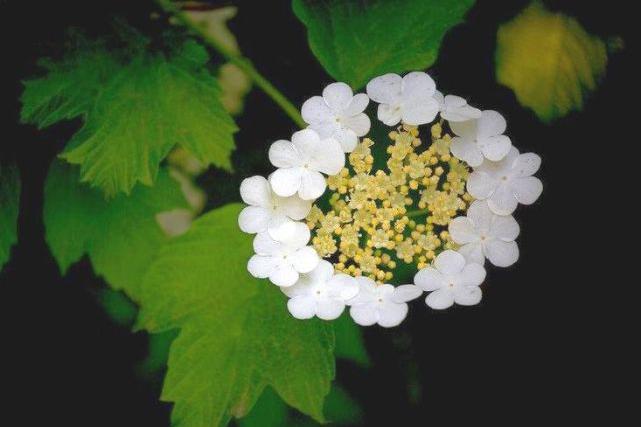 玉树后庭花 玉树后庭花最新消息 新闻 图片 视频 聚合阅读 新浪网