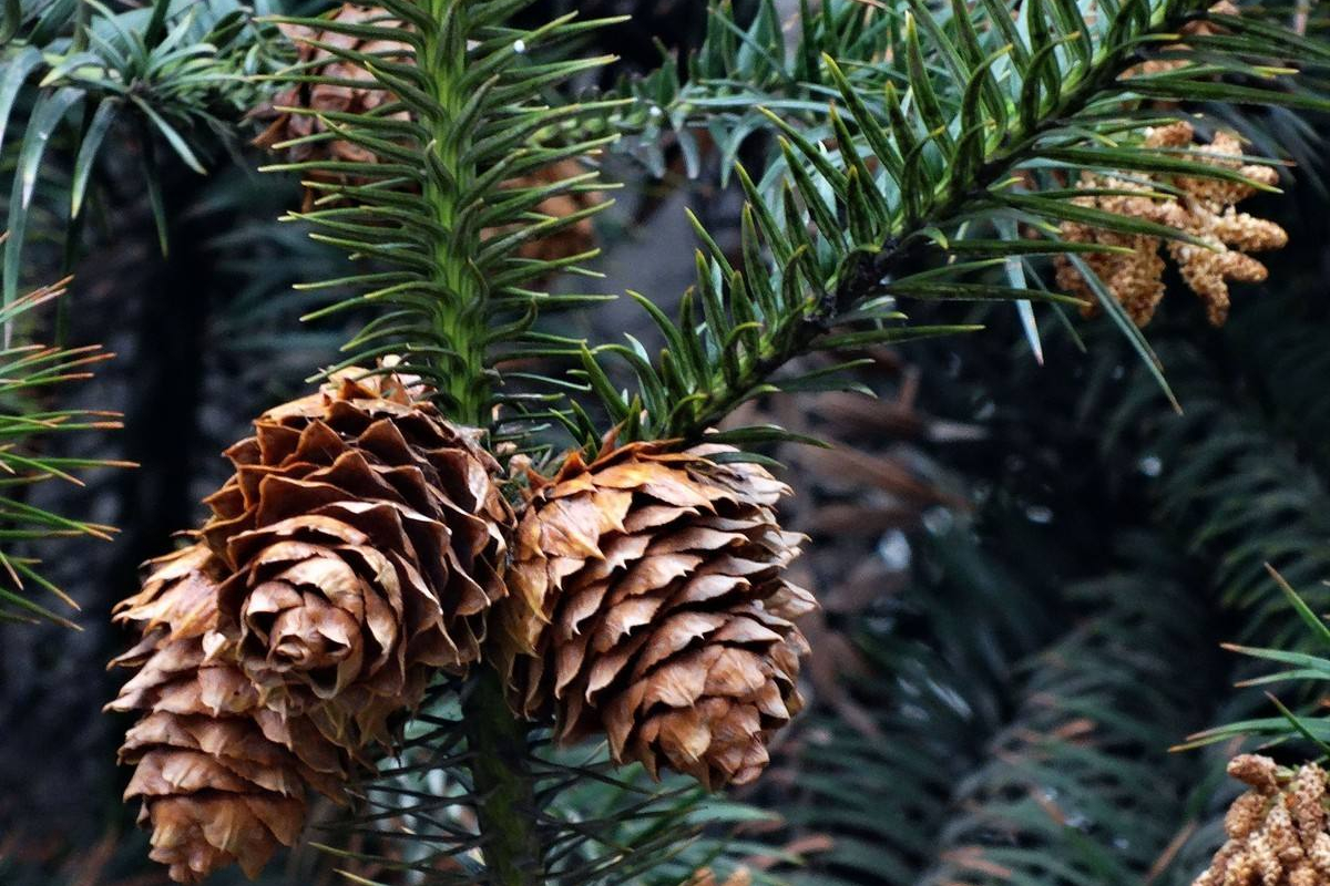 杉木哪里质量最好 杉木品牌怎么选