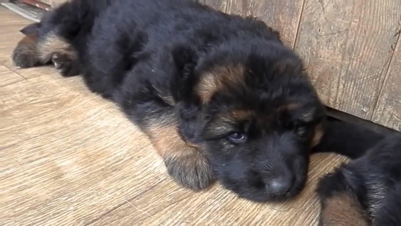 25天大的德牧小奶狗,滑稽的吸允主人的手指!