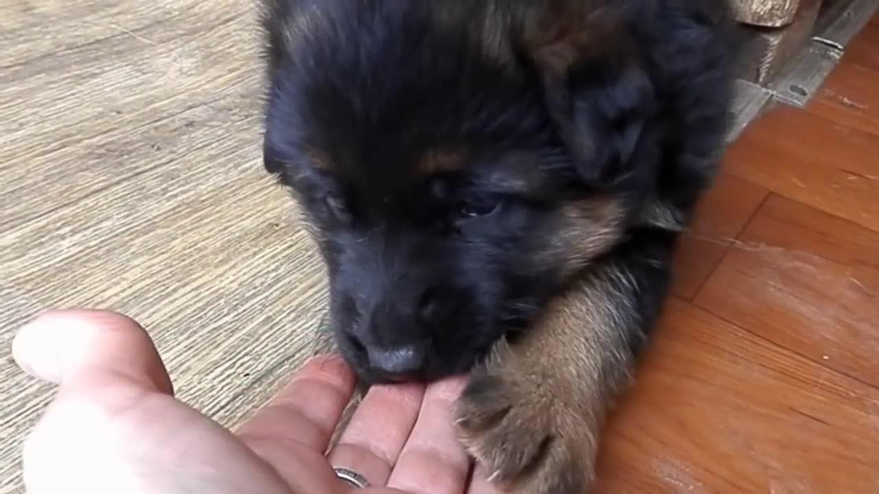 幼崽好奇的想要尝一尝