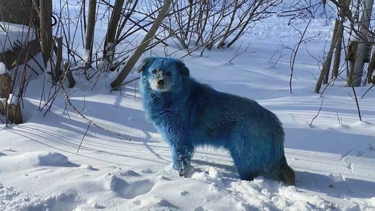 蓝色的狗存在吗图片