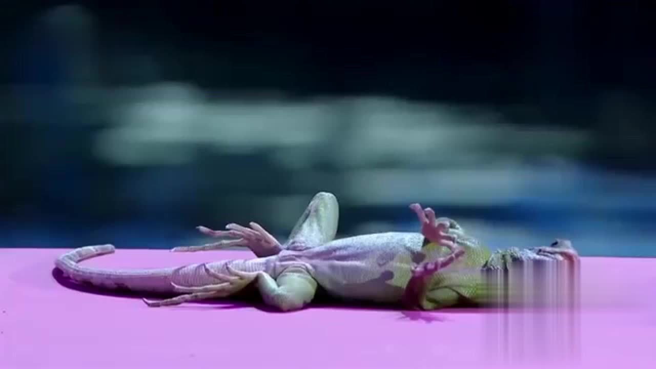 《挑战不可能》5岁小朋友哄小狗"小萨"睡觉,撒贝宁一脸尴尬