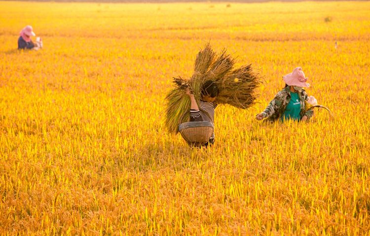 组图:金秋时节,孟津会盟黄河滩收稻场景,宛如油画田园