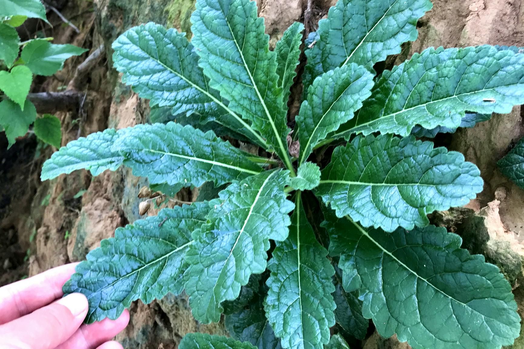 地黄河南哪里的好