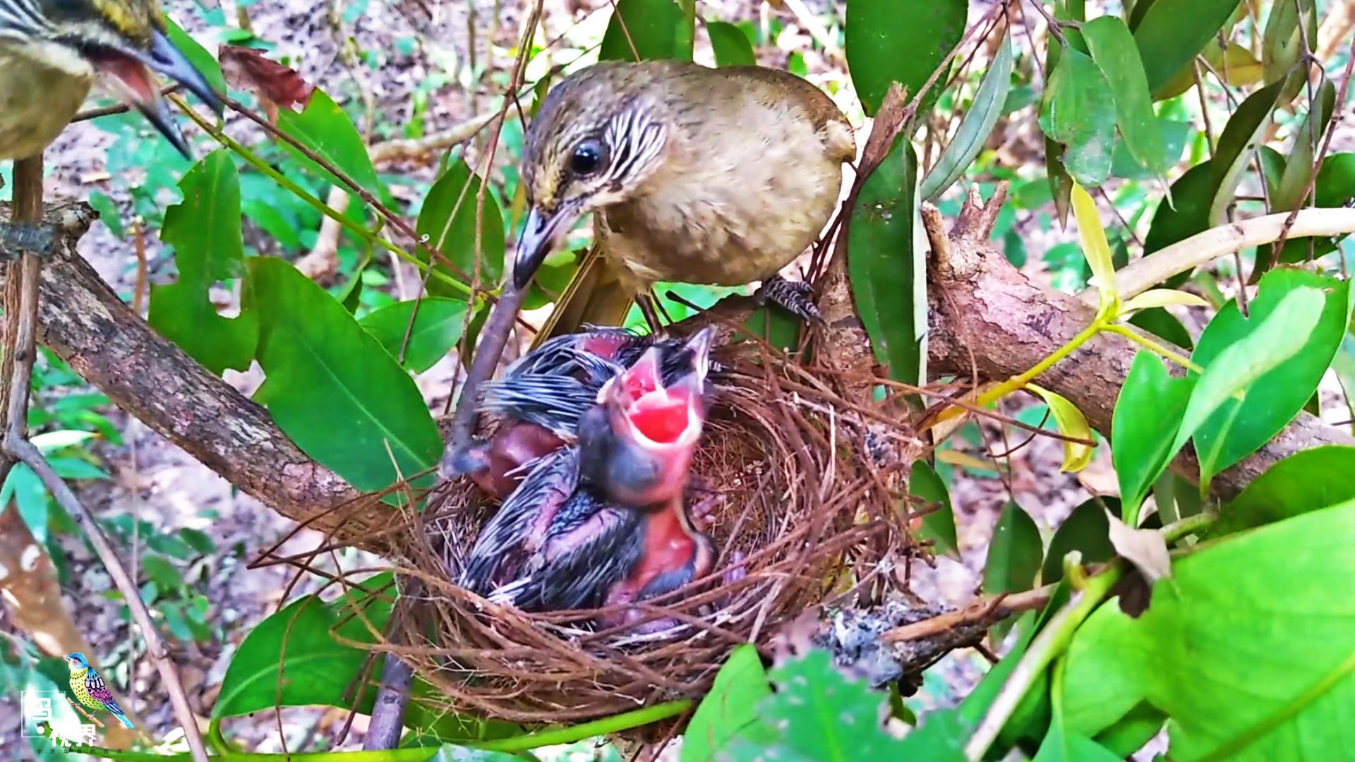 鸟妈妈未到,小鸟先张嘴,它们是怎么知道鸟妈妈回来了?