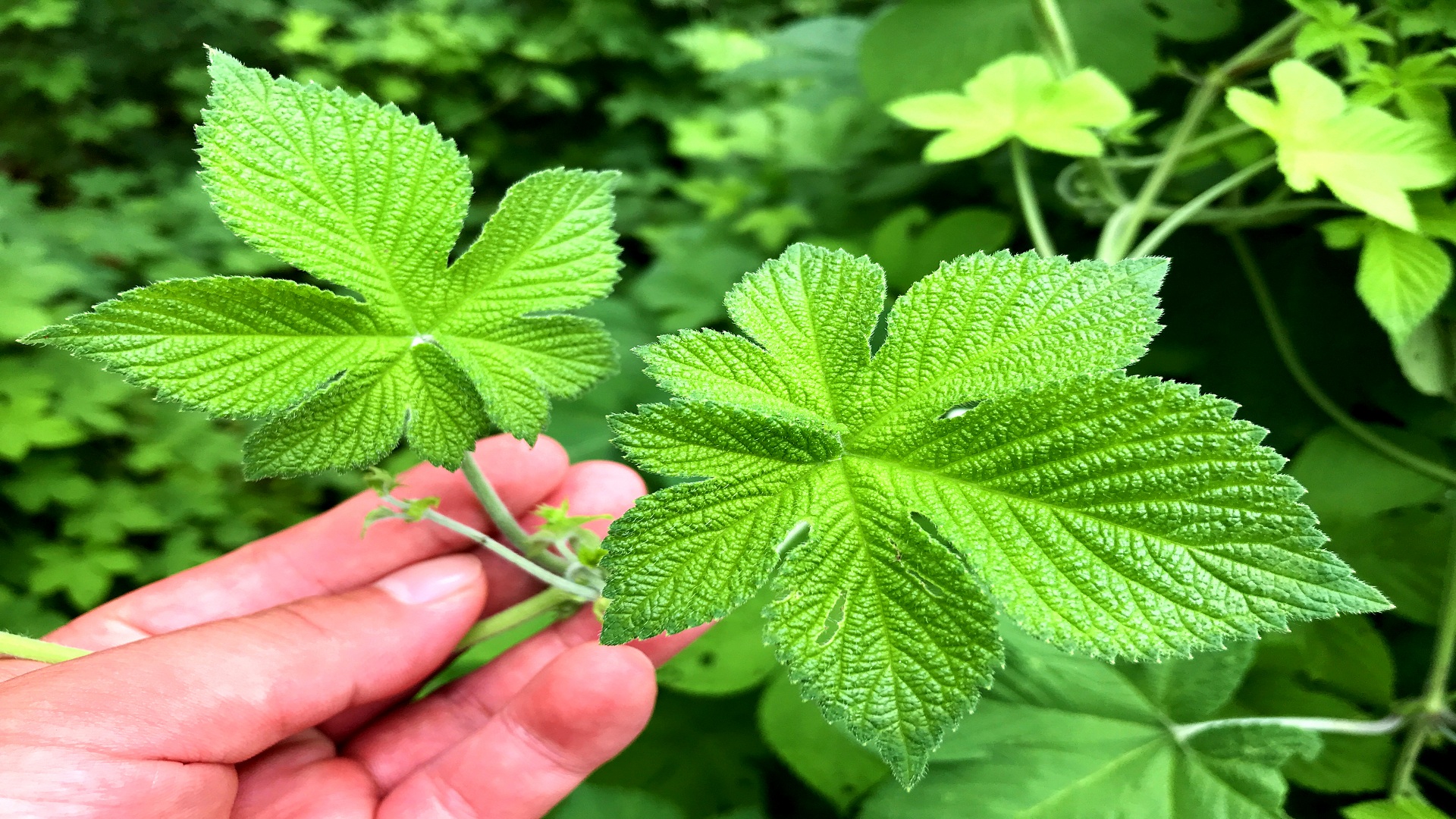 活血草拉拉秧,人称"血见愁",晒干是个宝,今天总算弄明白了!