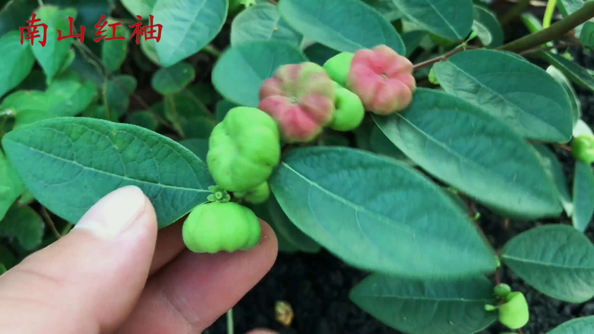 算盘子又叫"野南瓜",农民把它当宝,看视频涨知识了