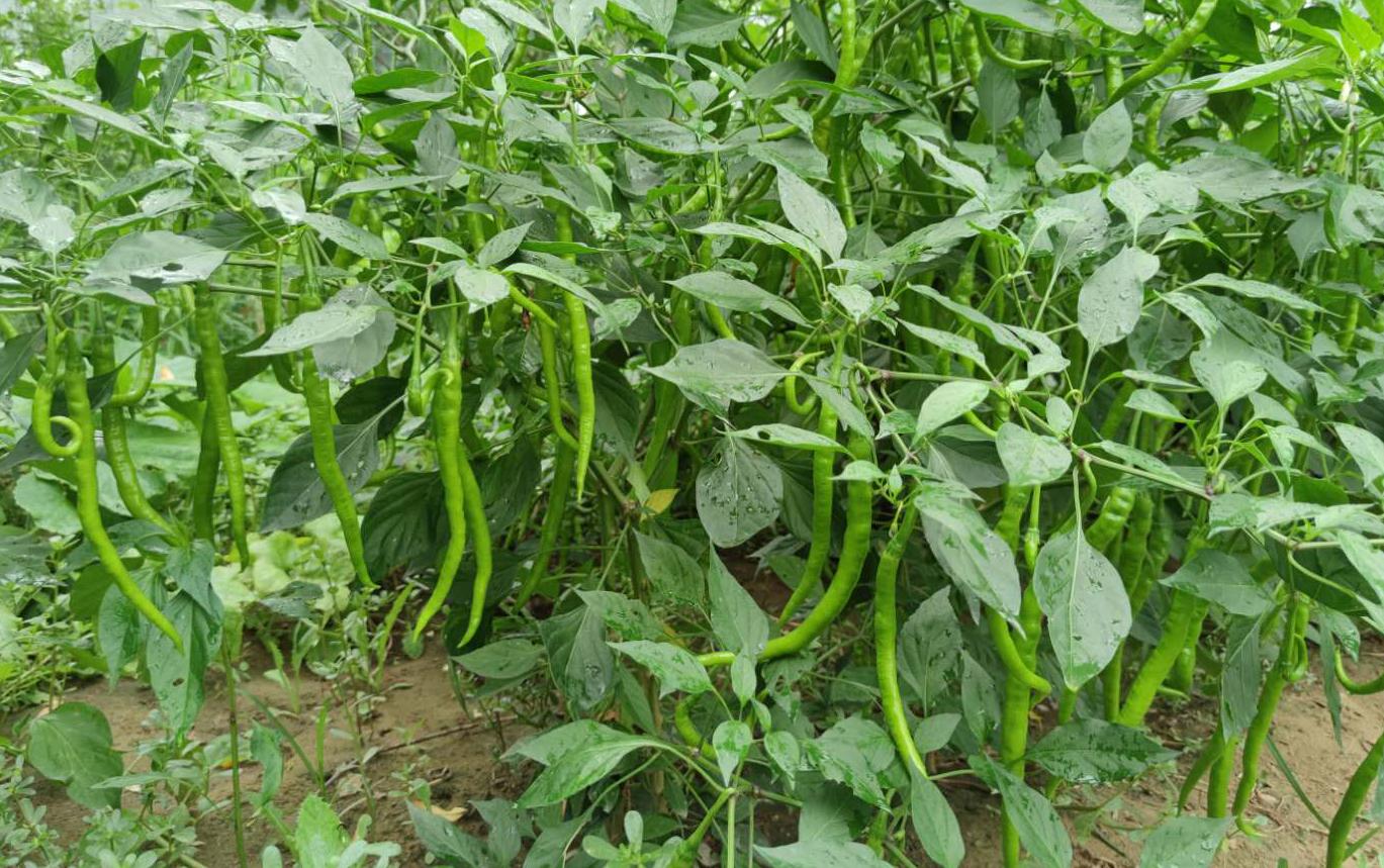 在辣椒种植中,如果管理不当很容易出现烂根死棵,重茬病害等问题.