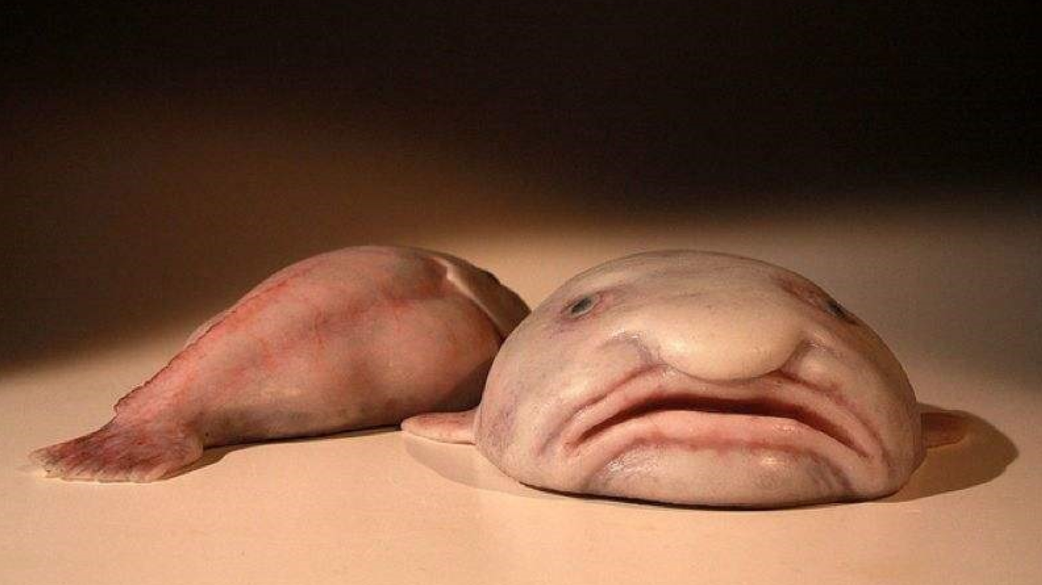 不能吃也不好看,水滴鱼却濒临灭绝,幕后黑手到底是谁?