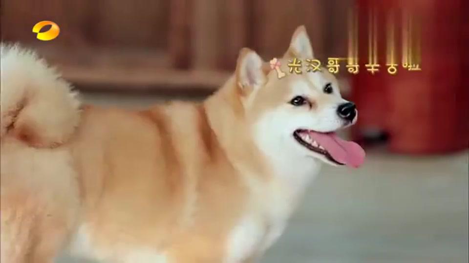 许光汉跟柴犬小o"撞脸",简直越看越像,黄磊:你比黄渤更像!