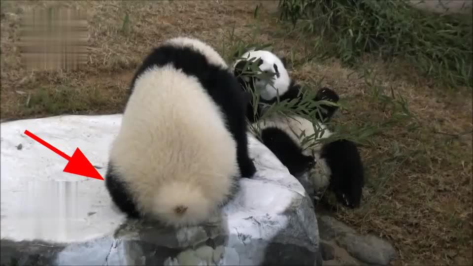 熊猫宝宝:小团子一翘起尾巴,准没好事,果不其然