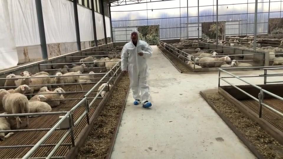 肉羊新品种骊羊,养殖致富好项目,特点长肉块产仔多,来了解下