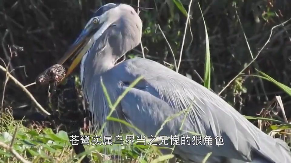 一条蛇鳗从苍鹭肚子"破体而出",还能活吗?我看命不久矣!
