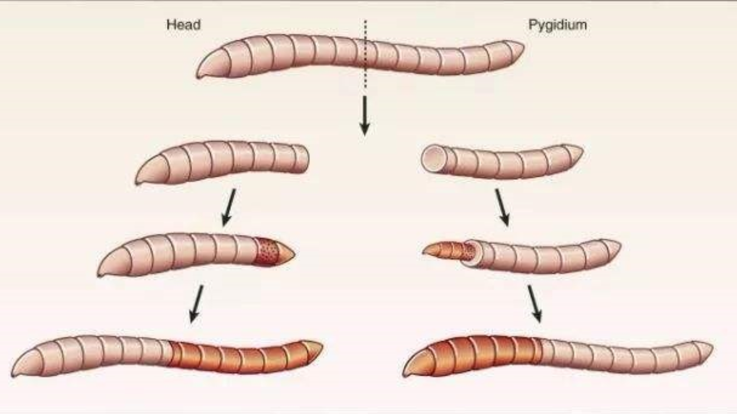 蚯蚓为什么会有再生能力?科学家发现超强基因,人类能利用上它吗